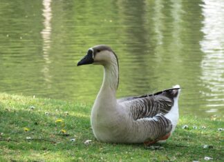 Dlaczego Chińczycy piją gorącą wodę?